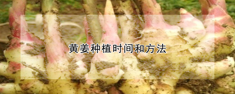 黃姜種植時間和方法