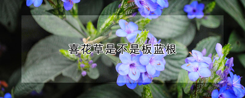 喜花草是不是板藍根