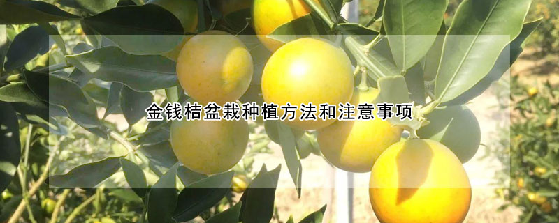 金錢桔盆栽種植方法和注意事項