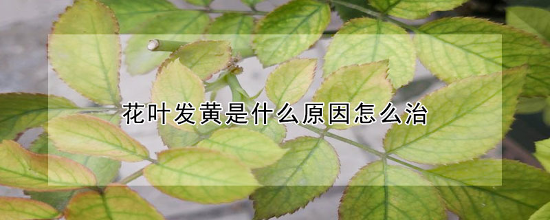 花葉發(fā)黃是什么原因怎么治