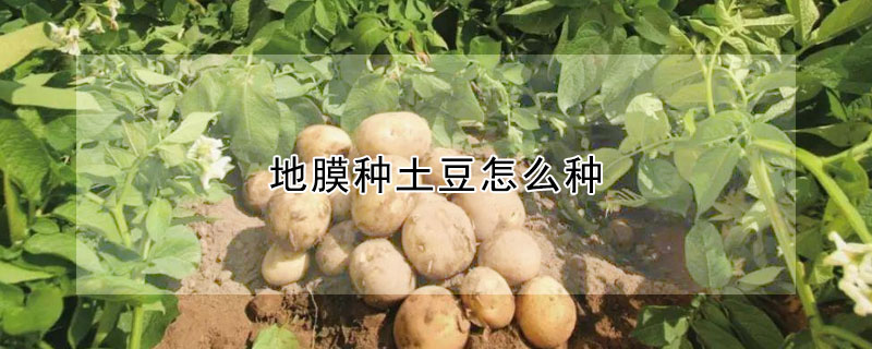 地膜種土豆怎么種