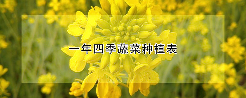 一年四季蔬菜種植表