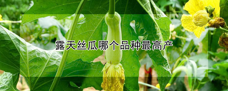 露天絲瓜哪個(gè)品種最高產(chǎn)