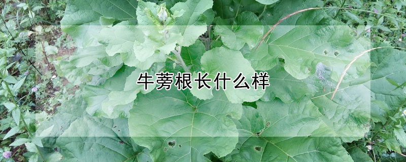 牛蒡根長什么樣