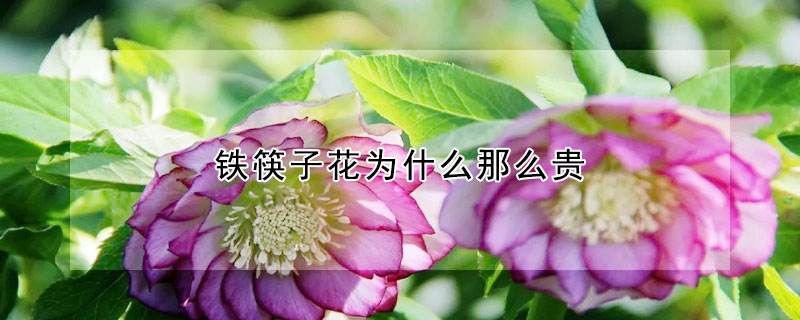 鐵筷子花為什么那么貴