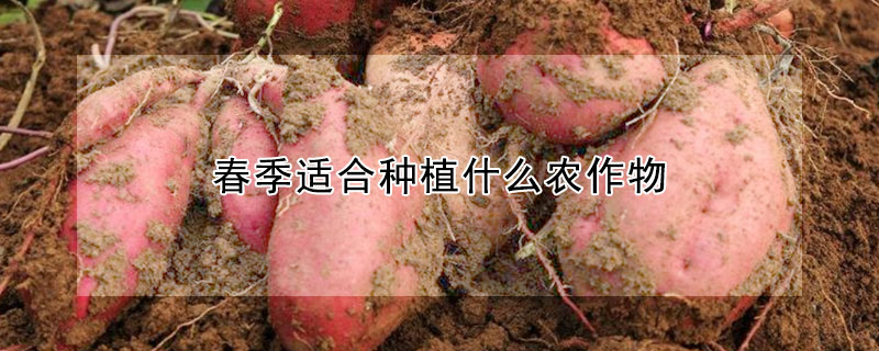 春季適合種植什么農(nóng)作物