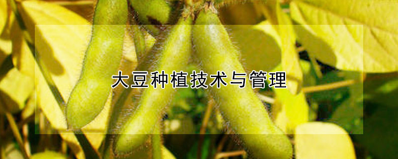 大豆種植技術與管理