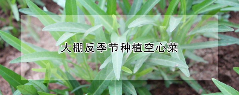 大棚反季節(jié)種植空心菜