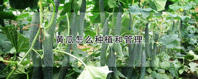 黃瓜怎么種植和管理