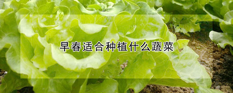 早春適合種植什么蔬菜