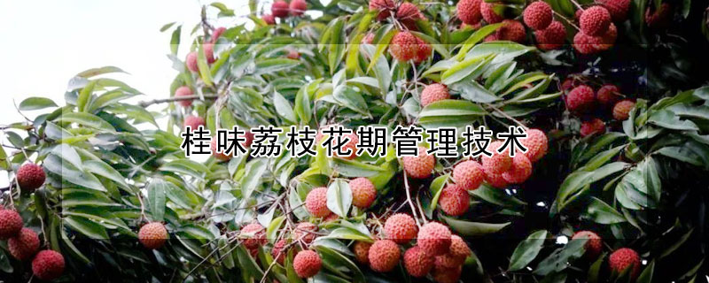 桂味荔枝花期管理技術