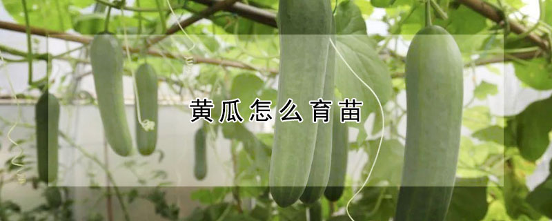 黃瓜怎么育苗