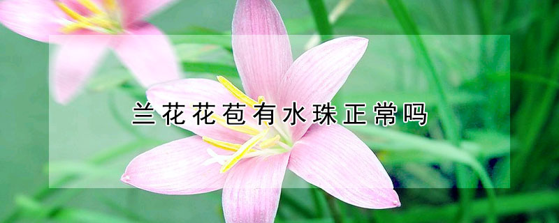 蘭花花苞有水珠正常嗎