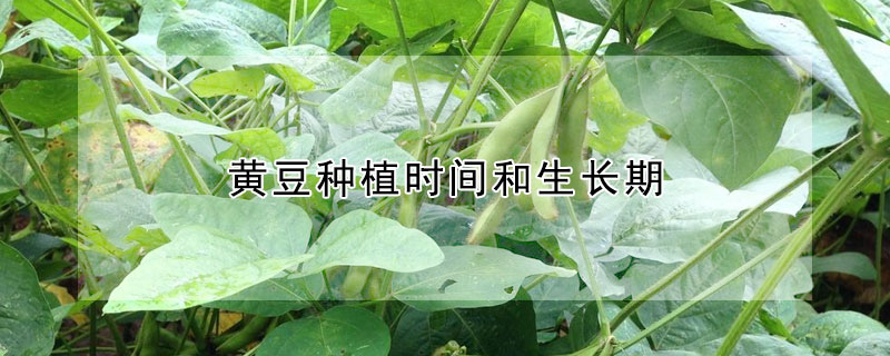 黃豆種植時間和生長期