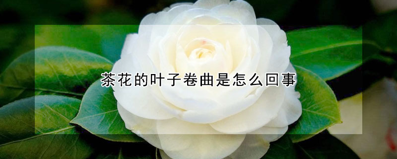 茶花的葉子卷曲是怎么回事