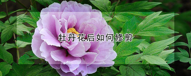 牡丹花后如何修剪