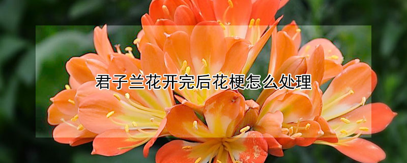 君子蘭花開完后花梗怎么處理