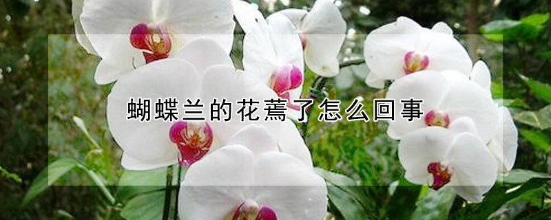 蝴蝶蘭的花蔫了怎么回事