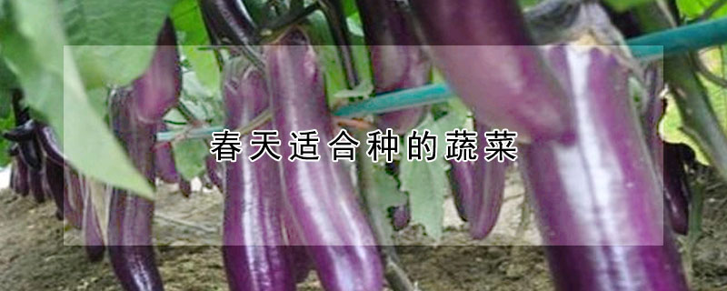 春天適合種的蔬菜