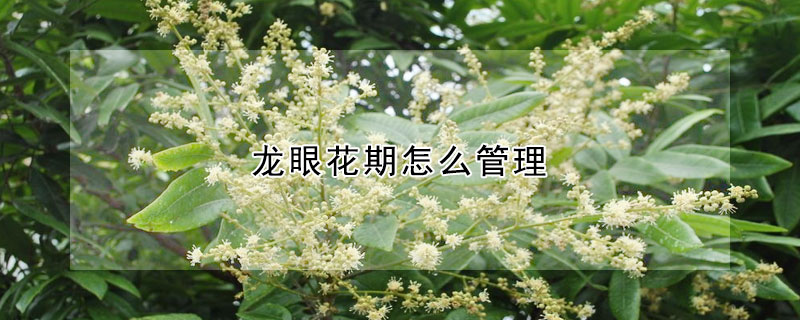 龍眼花期怎么管理