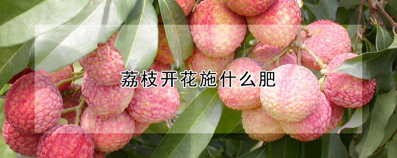 荔枝開花施什么肥