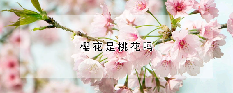 櫻花是桃花嗎