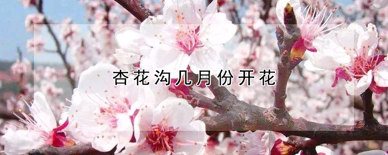 杏花溝幾月份開花