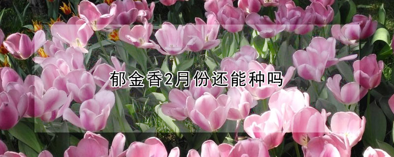 郁金香2月份還能種嗎