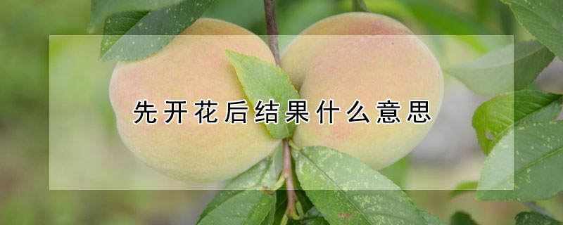 先開花后結果什么意思