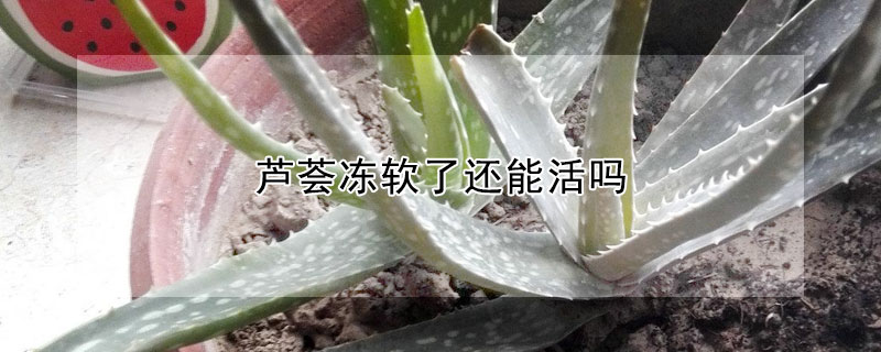 蘆薈凍軟了還能活嗎