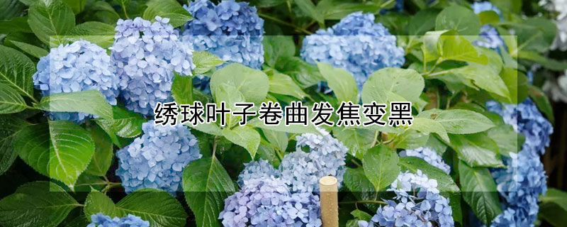 繡球葉子卷曲發焦變黑