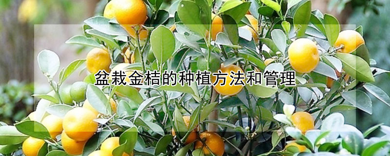 盆栽金桔的種植方法和管理