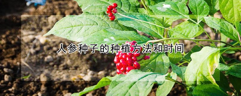 人參種子的種植方法和時間