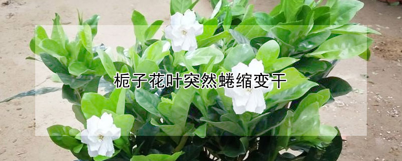 梔子花葉突然蜷縮變干