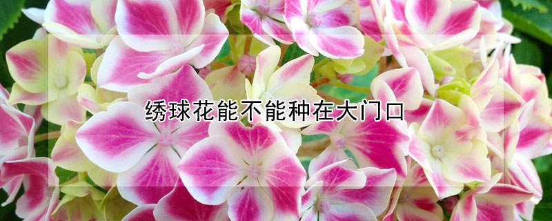 繡球花能不能種在大門(mén)口