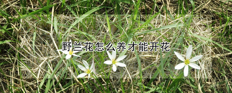 野蘭花怎么養才能開花