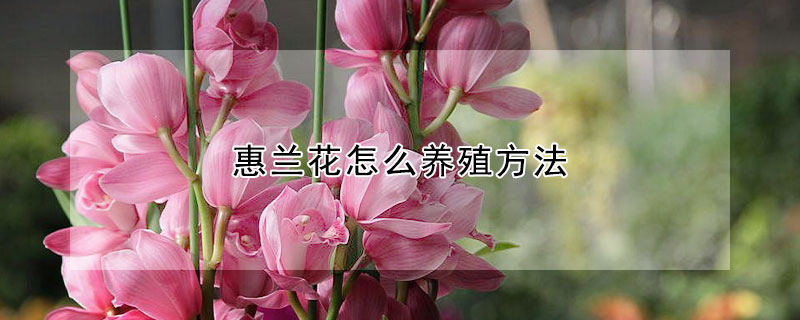 惠蘭花怎么養殖方法