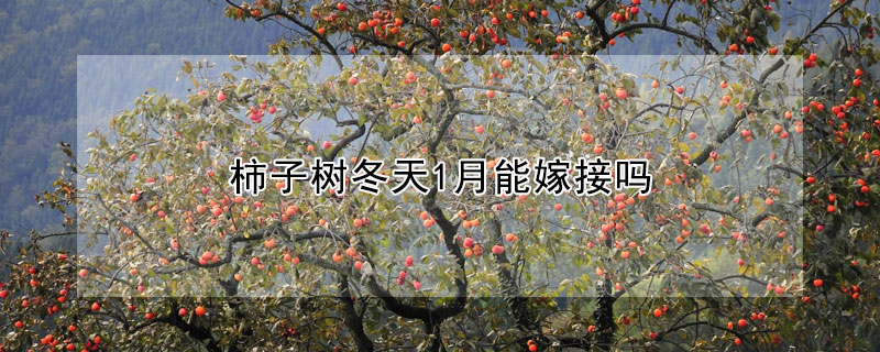 柿子樹冬天1月能嫁接嗎