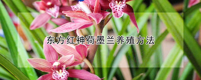 東方紅神荷墨蘭養(yǎng)殖方法