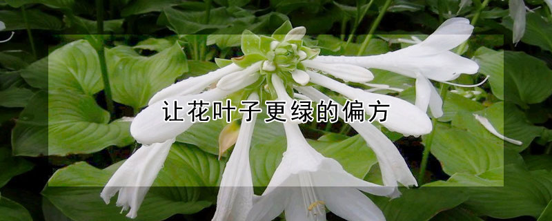 讓花葉子更綠的偏方