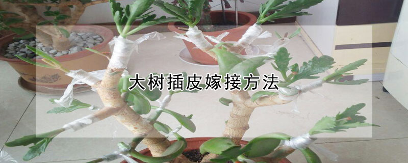 大樹(shù)插皮嫁接方法