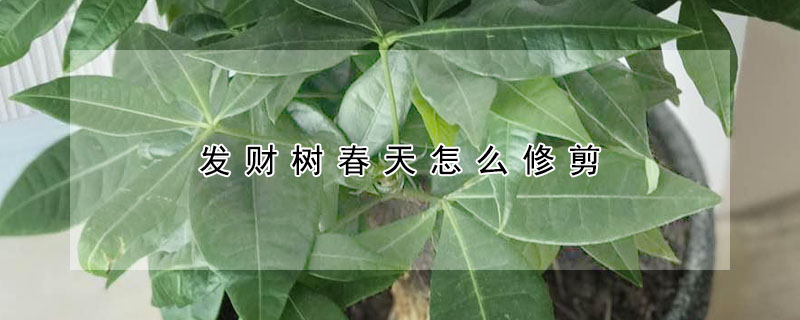 發(fā)財(cái)樹春天怎么修剪