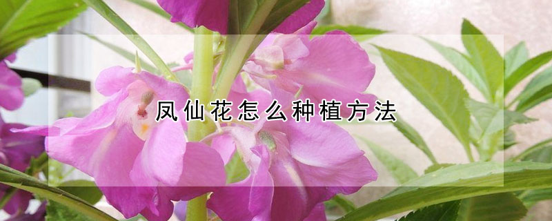 鳳仙花怎么種植方法