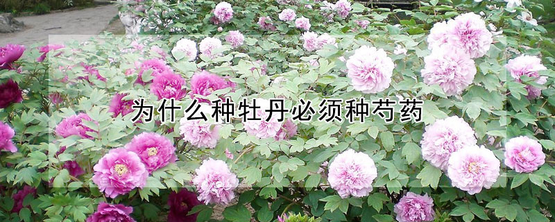 為什么種牡丹必須種芍藥