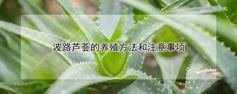 波路蘆薈的養(yǎng)殖方法和注意事項(xiàng)