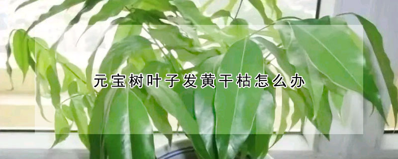 元寶樹葉子發黃干枯怎么辦