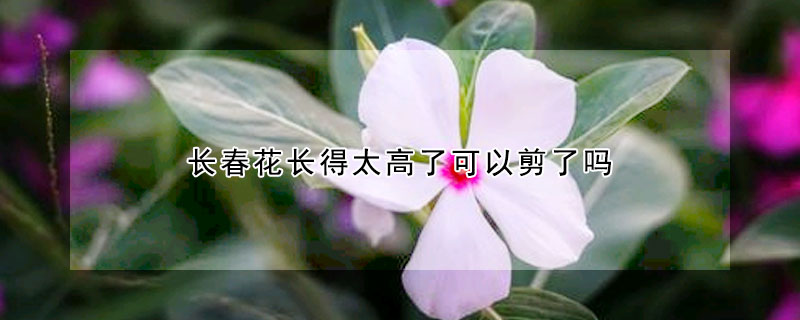 長春花長得太高了可以剪了嗎