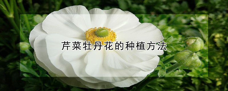 芹菜牡丹花的種植方法