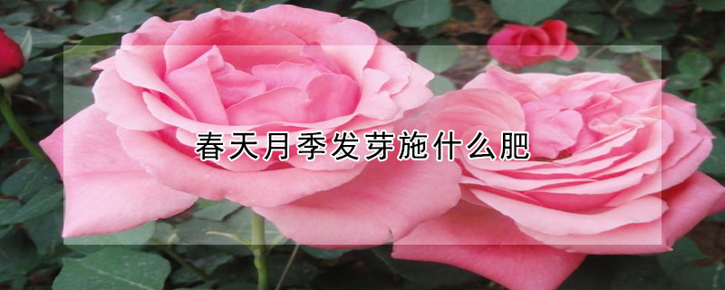 春天月季發芽施什么肥