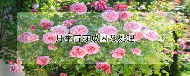 月季盲芽成因及處理